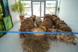 Kolejny spór o wyciętą palmę z parku Oliwskiego