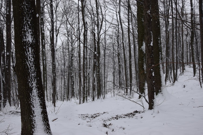 Zima przyszła w Góry Opawskie. Spadło 15 cm śniegu, Opolanie na szlakach