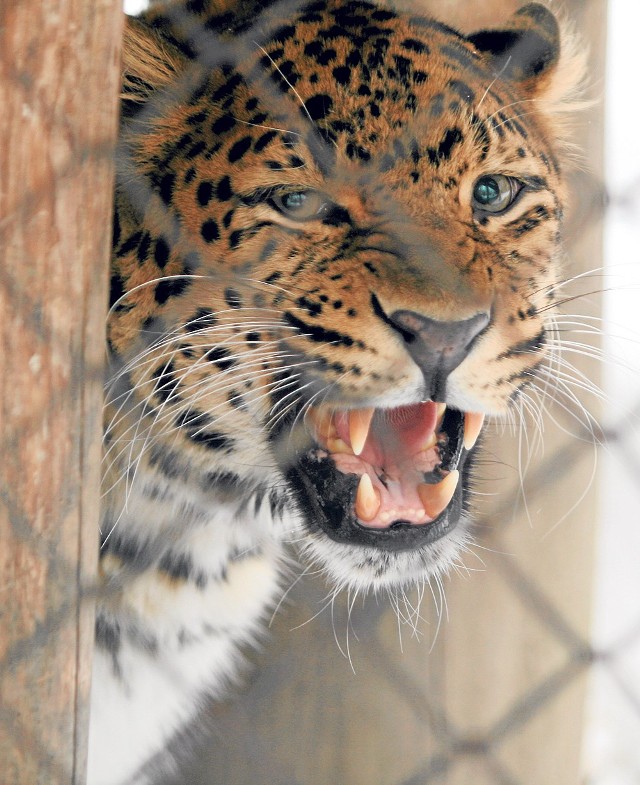 Pantery opuszczają łódzkie zoo. Wrócą po wybudowaniu nowego pawilonu