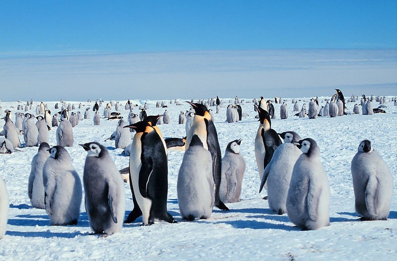 Rejs wokół Półwyspu Antarktycznego to przygoda dla śmiałków,...