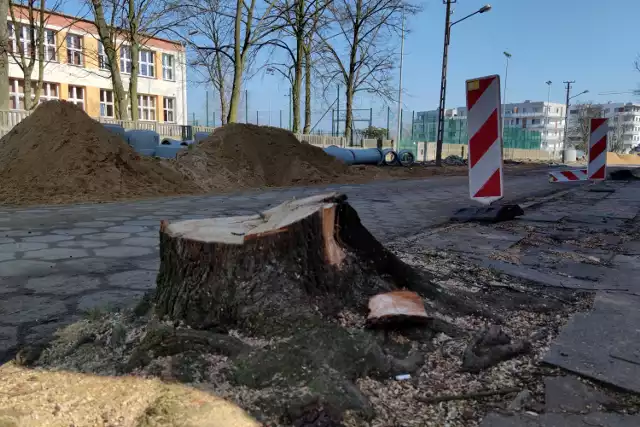 Przebudowa ul. Broniewskiego w Piotrkowie:  około 40 drzew do wycinki. Kolidowały z projektem inwestycji