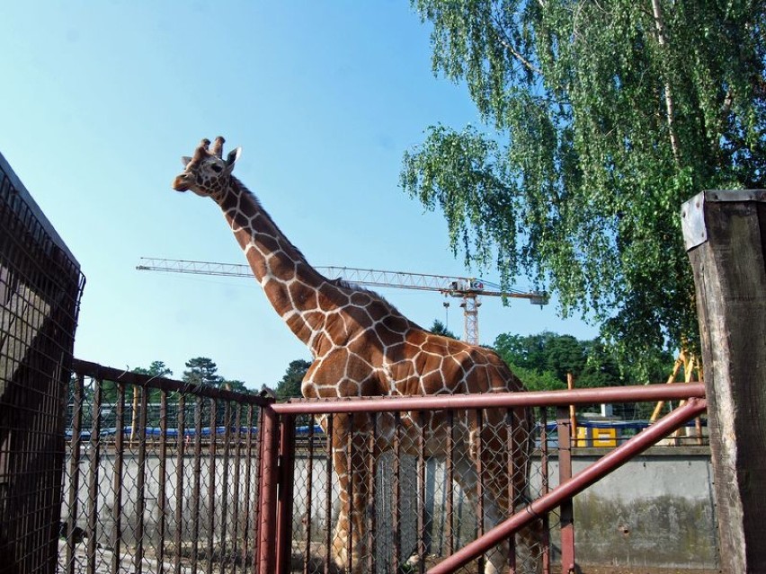 We wrocławskim zoo powstaje pawilon dla nosorożców i budynek...