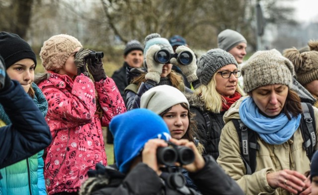 To było wyjątkowe wydarzenie. Już po raz czternasty bydgoszczanie wybrali się na spacer nad Brdę, liczyli ptaki i mogli nauczyć się rozpoznawać ich gatunki.

Spacer zorganizowało koło ornitologiczno-przyrodnicze „Raniuszek”, działające przy SP nr 60 w Bydgoszczy.

SP nr 60 to jedyna szkoła w Bydgoszczy zaangażowana w międzynarodowy projekt BirdsOnline, w którym można podglądać życie ptaków. Życie ptaków mogą obserwować nie tylko uczniowie szkoły, ale każdy, kto wejdzie na stronę projektu na: www.birdsonline.cz lub www.ptacionline.cz. Na mapie trzeba wyszukać Bydgoszcz i wybrać nagrania do obejrzenia. Gdy ptak wejdzie do budki, automatycznie uruchamiają się kamery i nagrywają filmy. Wszystko, co dzieje się w budkach, jest nagrywane, a dane trafiają później do naukowców.



