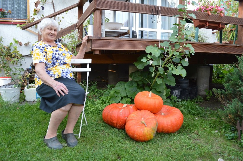 Kolorowo i smacznie. Zobacz, co rośnie w ogródkach naszych Internautów (zdjęcia)