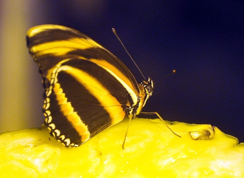 Tropikalne motyle fruwają w gdańskim ZOO. Otwarto nową wylęgarnię owadów