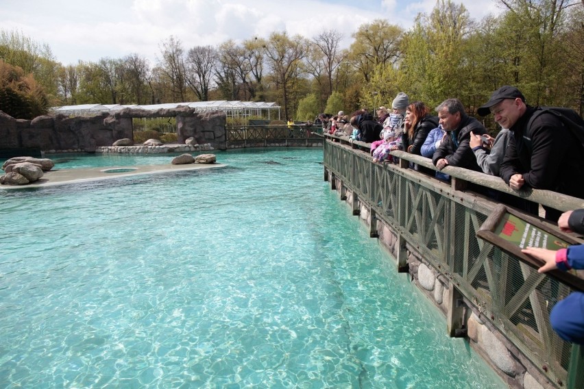 Uchatki są atrakcją zoo w Opolu od 12 lat