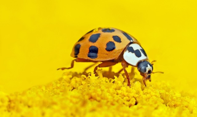 Biedronka azjatycka to pochodzący z Azji gatunek chrząszcza z rodziny biedronkowatych (Coccinellidae). Przez około 20 lat rozprzestrzenił się w obydwu Amerykach i Europie.