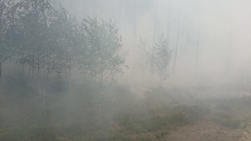 Pożar lasu w Jagodzińscu