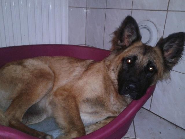 Skatowany pies znaleziony w Stępinie. Był bity łopatą lub widłami, miał połamane żebra
