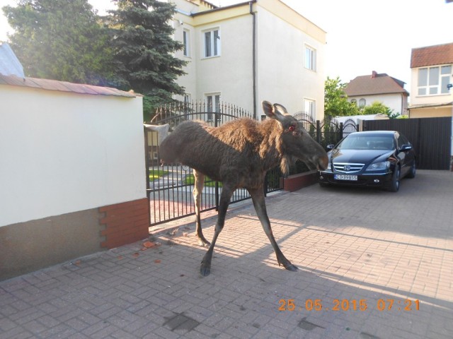 Łoś zahaczył racicą o ogrodzenie