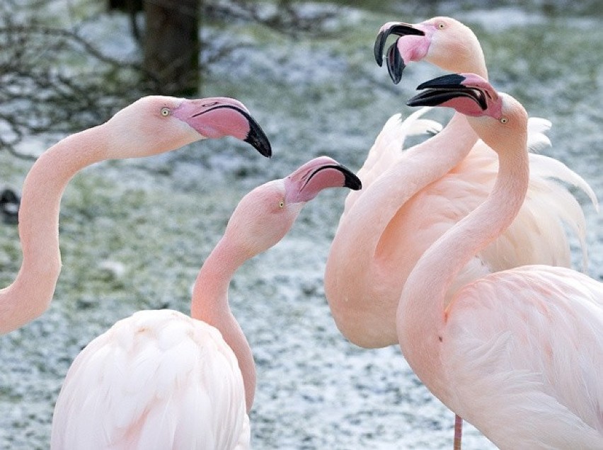 Krakowskie zoo poleca się na zimę. Podkreśla, że dba o reżim...