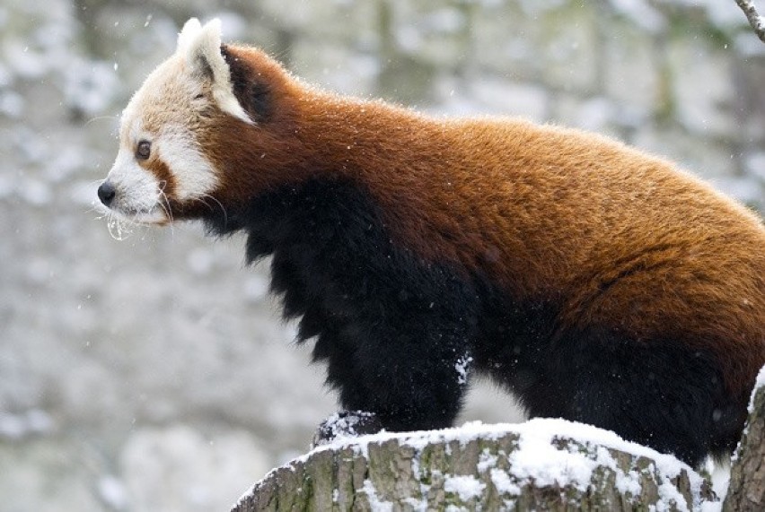 Krakowskie zoo poleca się na zimę. Podkreśla, że dba o reżim...