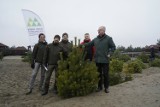 Choinki z Pustyni Błędowskiej trafiły do mieszkańców Klucz. Drzewka wycięto w ramach czynnej ochrony obiektu. Zobacz zdjęcia 