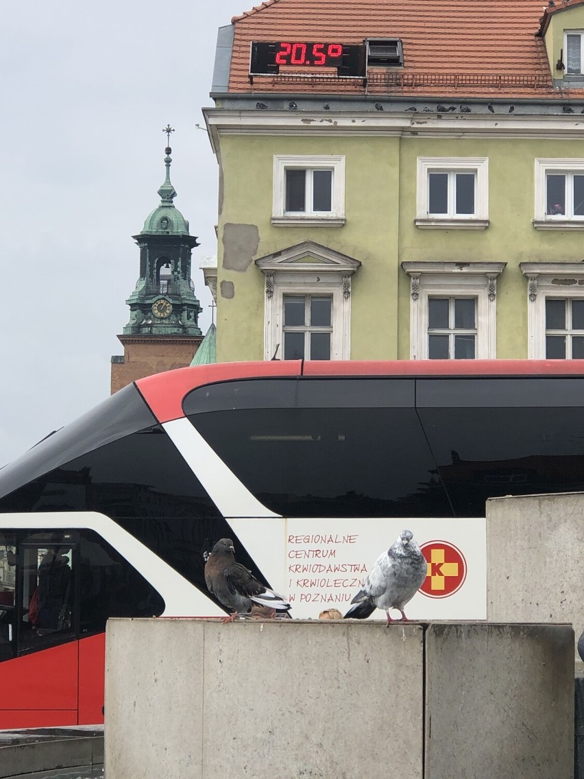 Zbiórka krwi w Gnieźnie i Trzemesznie. Nie brakowało...