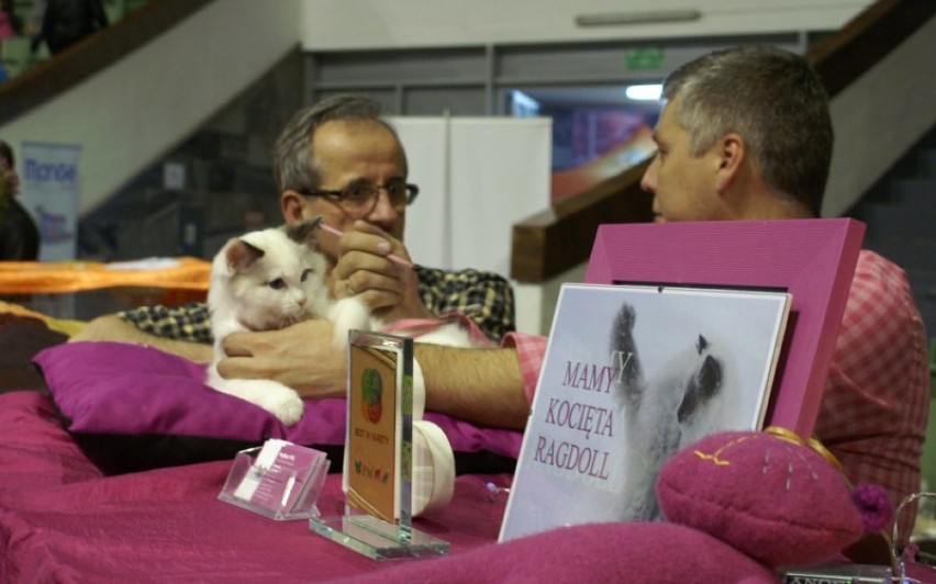 Międzynarodowa Wystawa Kotów Rasowych w Arenie