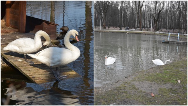 Pary łabędzi są już w tarnowskich parkach