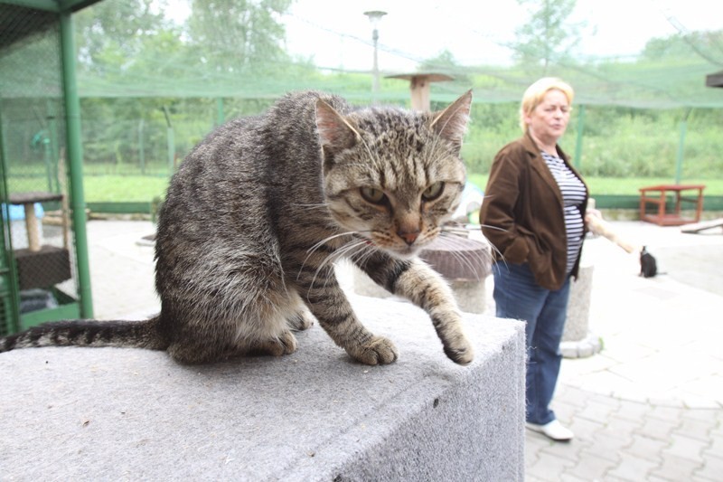 Koty w schronisku przy Milowickiej
