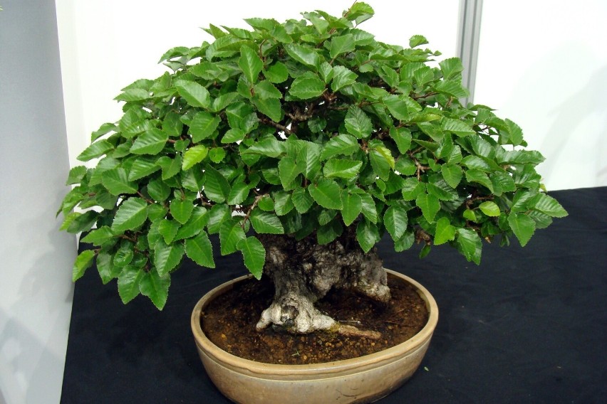 Pamiętajmy, że prawdziwe bonsai często są tworzone z drzew...