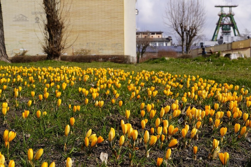 Krokusy zasadzono na 120m2 przy osiedlu Zofiówka.