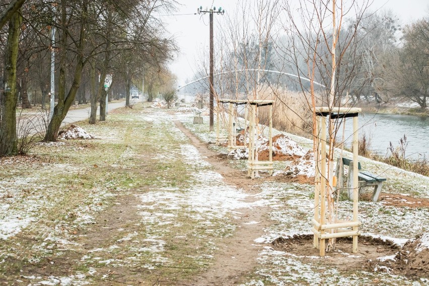 Wzdłuż ulicy Spacerowej nad Kanałem Bydgoskim sadzone są...