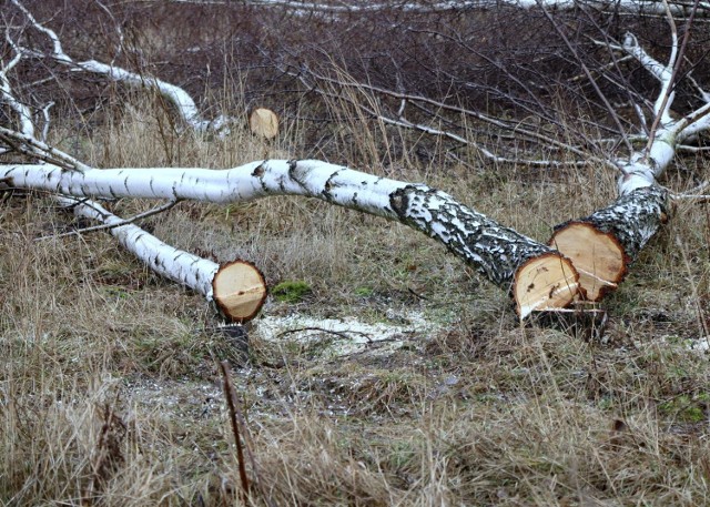 W środę - zgodnie z nowymi przepisami - wycięto kilkadziesiąt drzew m. in. na działce przy ul. św. Annej  w Piotrkowie