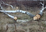 Wycinka drzew w Piotrkowie już bez zezwolenia