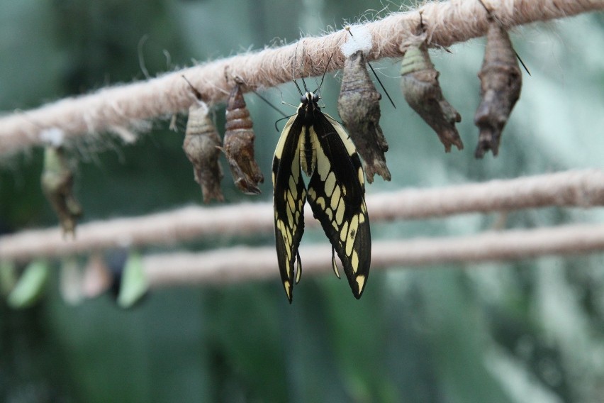 W łódzkiej Palmiarni będzie można obejrzeć egzotyczne motyle