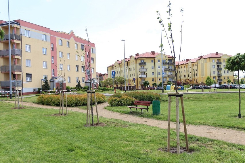 80 drzew na 80-lecie fabryki "Winiary" w Kaliszu
