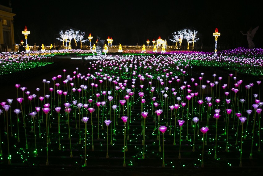 Królewski Ogród Światła w Wilanowie przechodzi sam siebie. Rozbłyska tam sześć tysięcy zmieniających kolory kwiatów [ZDJĘCIA]