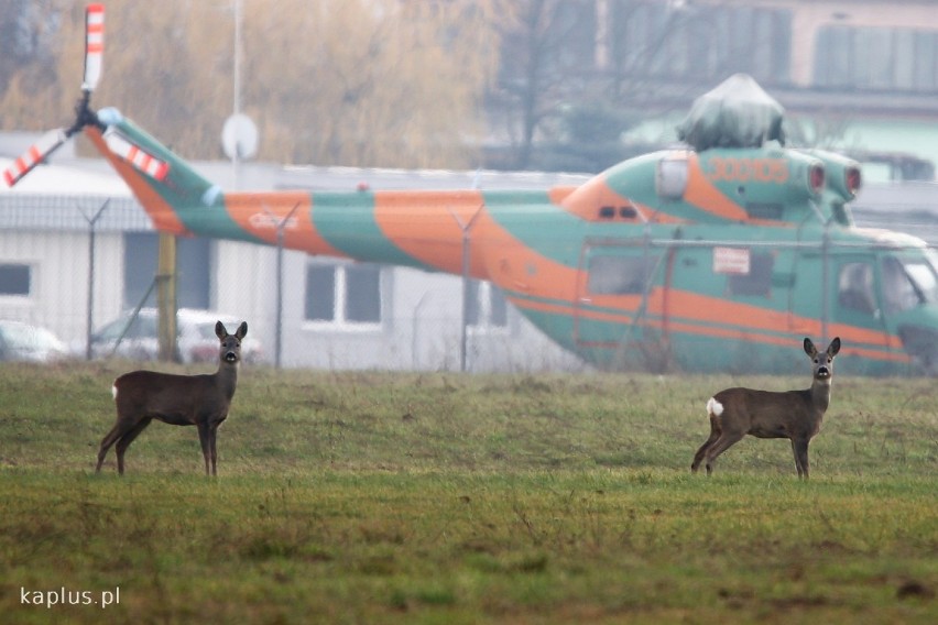 Dzikie zwierzęta hasają w okolicach lubelskiego lotniska