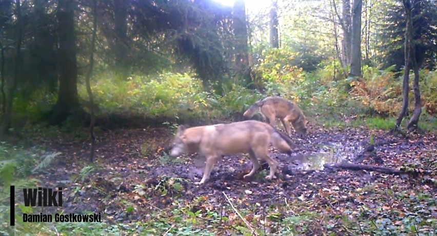 Wilki uchwycone przez fotopułapkę w lasach ok. 5 km od...