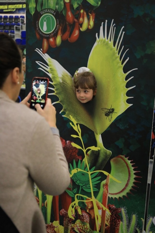 W Arenie Toruń przy ulicy Bema trwa Festiwal Roślin Owadożernych „Magiczna Dżungla”. Imprezę zaplanowano na sobotę i niedzielę (15-16 września). Pierwszego dnia festiwal odbędzie się w godzinach 10-18, drugiego - 10-17. Na wystawie podziwiać można między innymi niebezpieczne dzbaneczniki, szybkie muchołówki, lepkie rosiczki czy gigantyczne kapturnice.

Zobacz także:

Kocie piękności w Toruniu
Hospicjum Światło będzie miało nowy budynek
Te produkty warto mieć w swoim jadłospisie