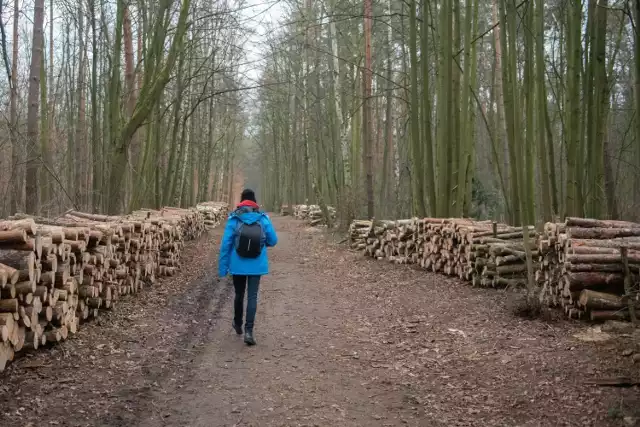 Setki, jeśli nie tysiące drewnianych bali rzędem poustawianych przy głównych szlakach komunikacyjnych w Lasku Marcelińskim. Na taki widok można się natknąć, spacerując po lesie od strony osiedla Bajkowego. 
Przejdź do kolejnego zdjęcia --->