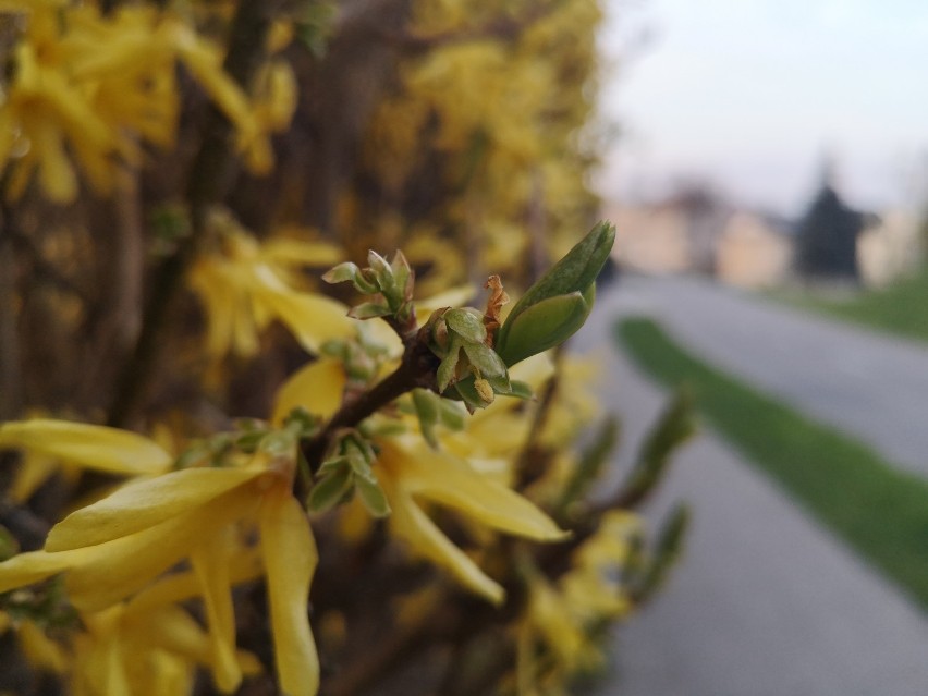 Wiosna w Tczewie. Zielenią się trawniki, drzewa wypuszczają liście, kwitną kwiaty [zdjęcia]