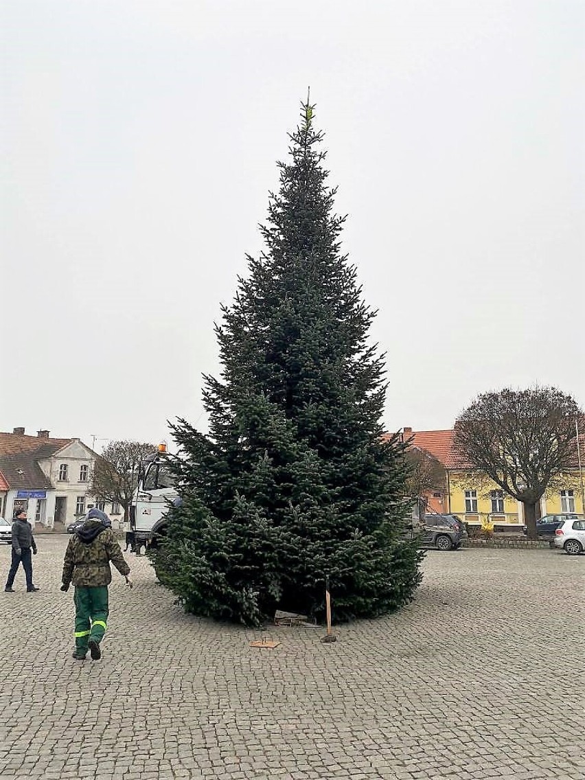 Na pniewskim rynku stanęła świąteczna choinka [FOTO]