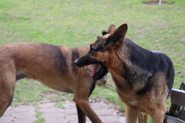 Agresywne psy terroryzują mieszkańców
