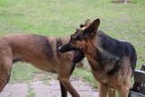 Agresywne psy zmorą gminą Łask. Raz już doszło do tragedii 