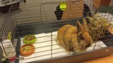 Porzucony królik szuka nowego domu. Został znaleziony w Gdańsku Osowie. Pomogła straż miejska