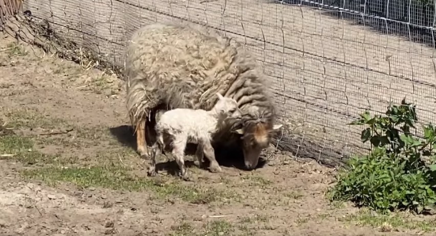 Owieczka Dzwoneczek i mały bawół, przyszły na świat w ZOO w Borysewie [ZDJĘCIA, FILMY]