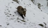 Przyrodnicy z TPN pomogli schwytać niedźwiedzia-grabieżcę