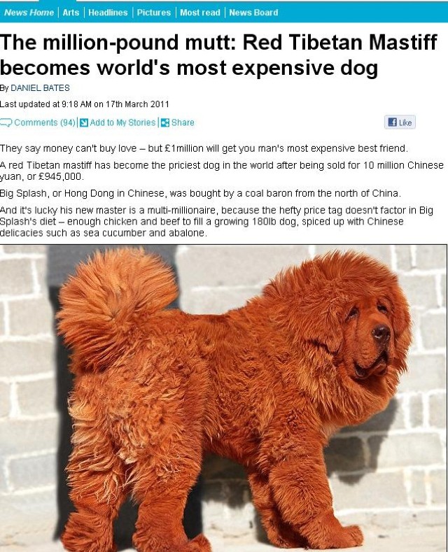 najdroższy pies na świecie| mastiff tybetański| big splash