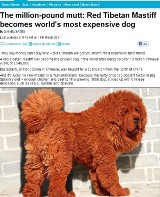 Najdroższy pies na świecie - Mastiff tybetański