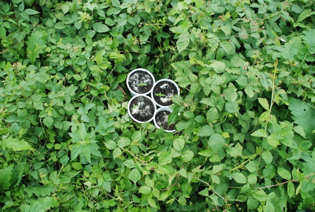 Doniczki z sadzonkami konopi ukryte były w gąszczu roślinności nad brzegiem Prosny