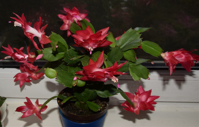 Szlumbergera, kaktus boonarodzeniowy, zygokaktus, grudnik. Zobacz jak  piknie kwitnie [Zdjcia] | Zbszy Nasze Miasto