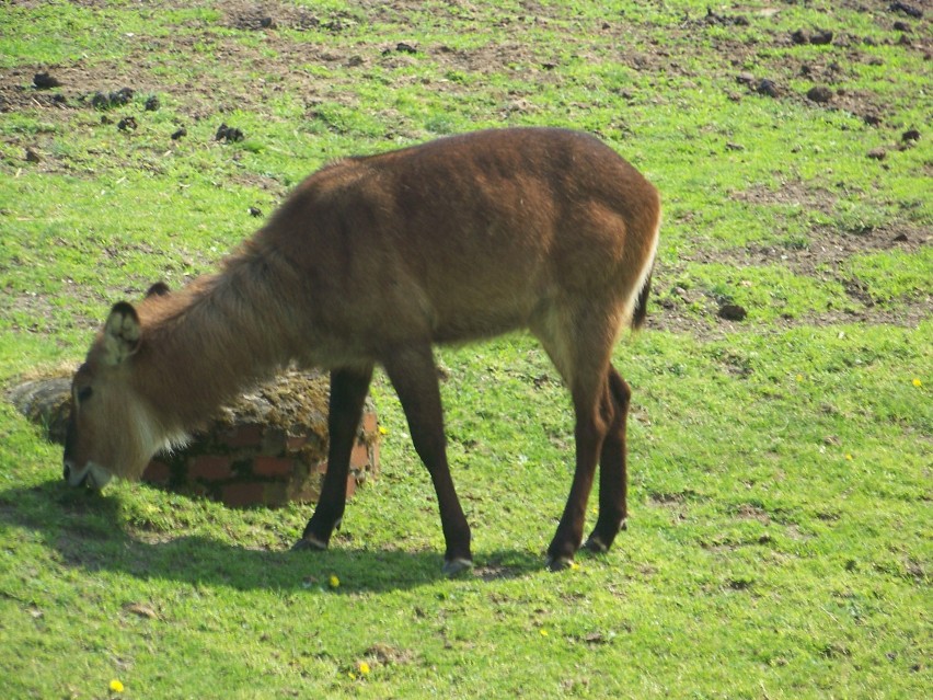 zoo wrocław