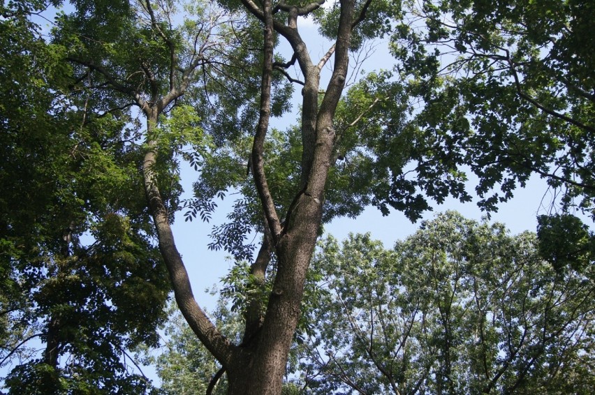 Drzewa w Parku Świętojańskim w Radomsku zagrażają...