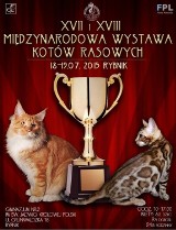 Wystawa kotów w Rybniku: Dziś i jutro można podziwiać kocie piękności 
