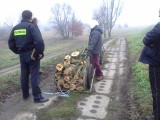 Nielegalnie wycinali drzewa na ul. Mostowej
