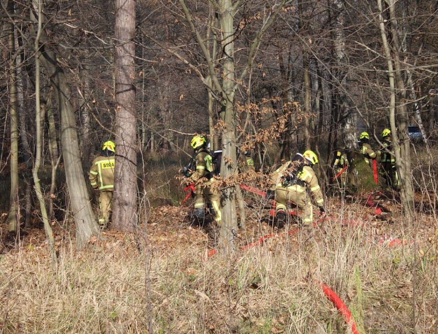 Strażacy i policjanci sprawdzili się w lesie koło Czarnożył FOTO