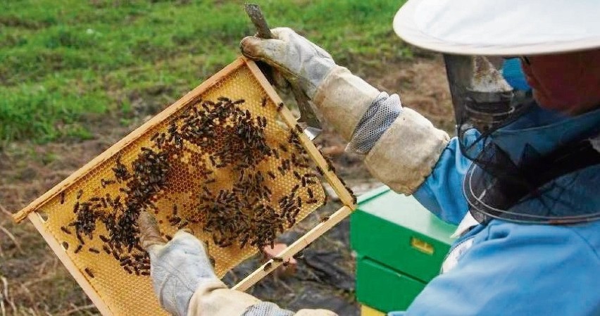 Uwaga! Zgnilec amerykański pszczół - obszar zapowietrzony w trzech gminach